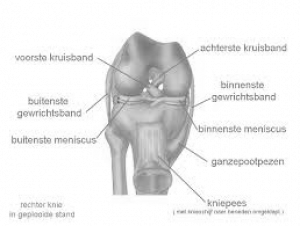 knie